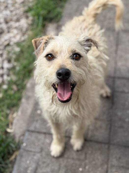 Perro feliz de cualquier edad