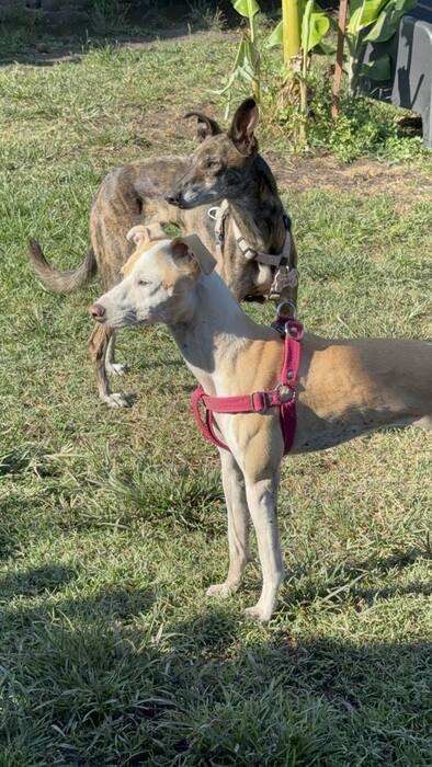Perros socializando juntos