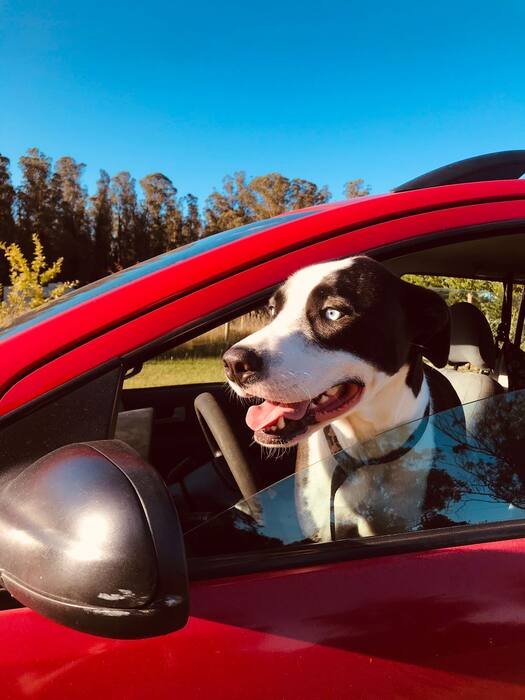 Perro viajando en auto