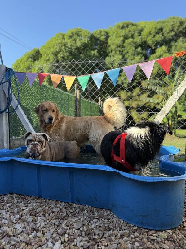 Pileta canina con perros jugando