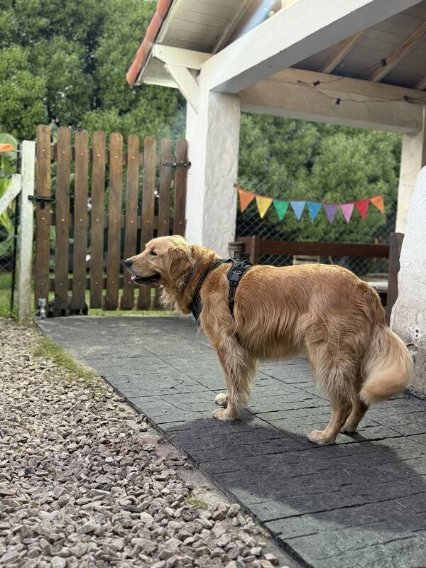 Perro descansando en un área con sombra