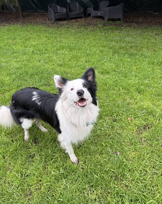 Border collie jugando en el pasto
