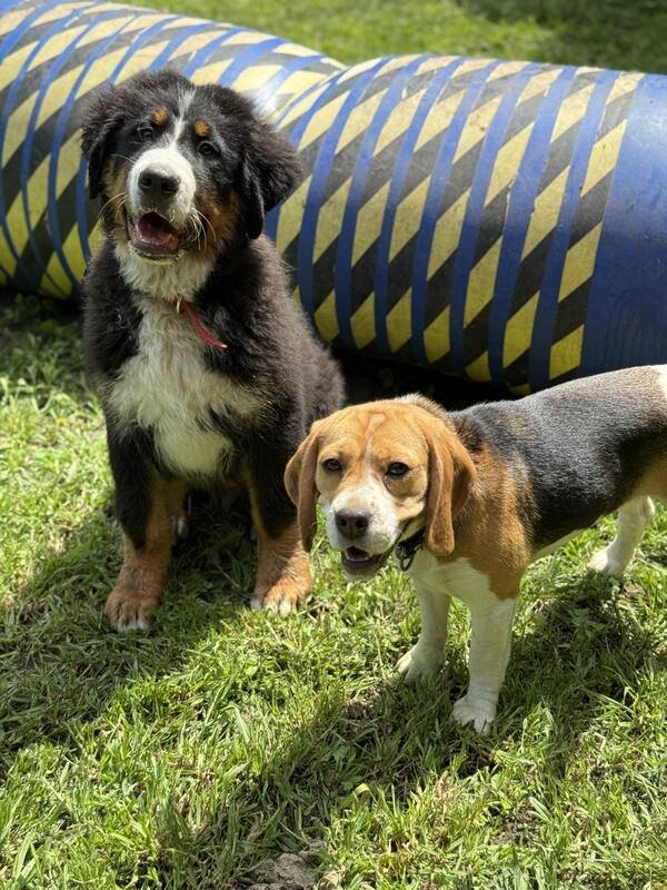 Perros socializando en la Colonia de Recreación