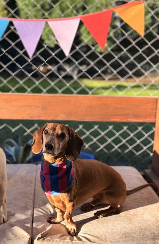 Perro con bandana después del Spa