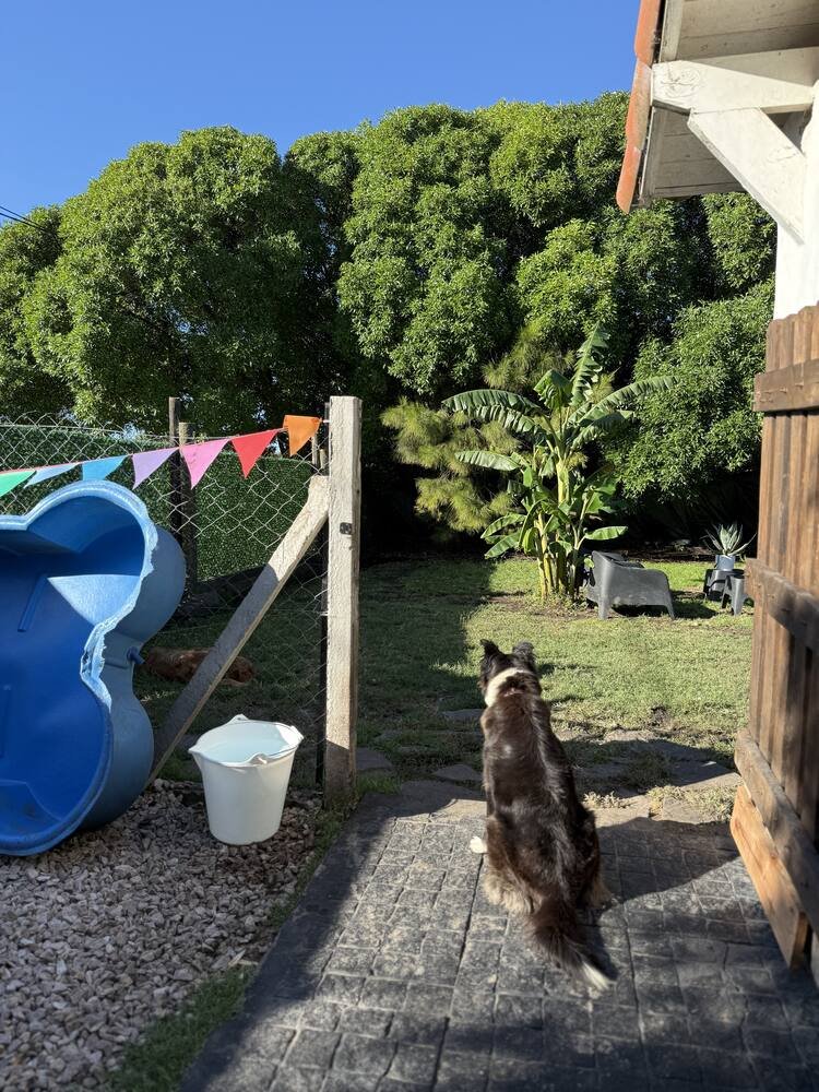 Perro saltando a la pileta canina