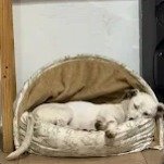 Foto de la reseña de Lautaro Cepeda