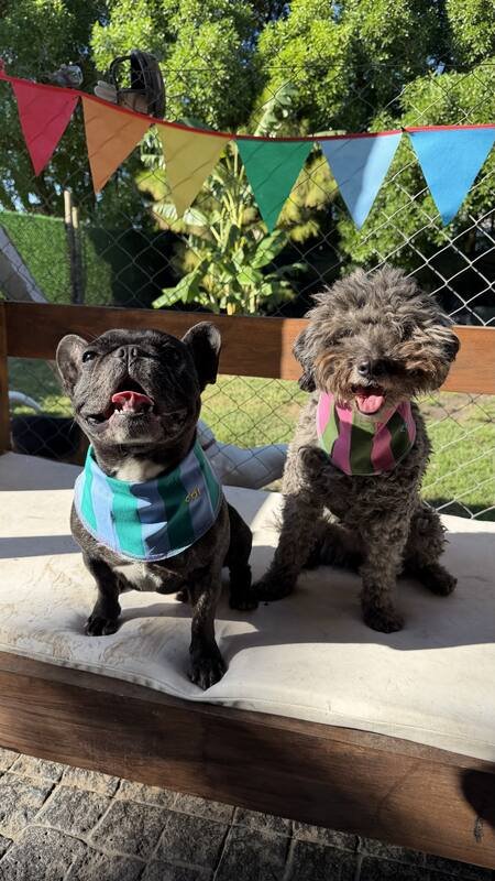 Perros con bandana después del baño en el Spa Canino