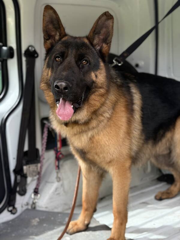 Perro viajando seguro en el vehículo de traslados